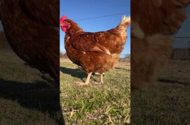 On the 3rd day of Christmas- 3 French hens