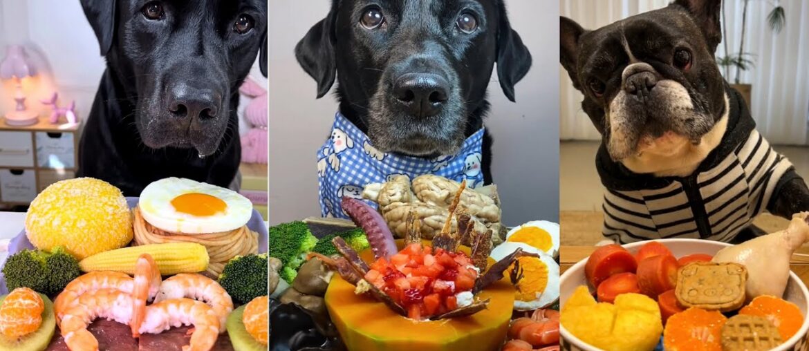Luxury Dog Food Taste Test! Labradors & French Bulldog Eat Special Meals | Chicken Noodles & More!