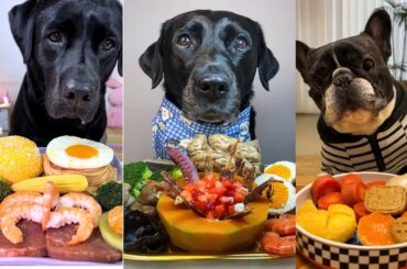 Luxury Dog Food Taste Test! Labradors & French Bulldog Eat Special Meals | Chicken Noodles & More!