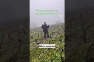 My podcast on winter pruning in a champagne vineyard at Hautvillers village in France.