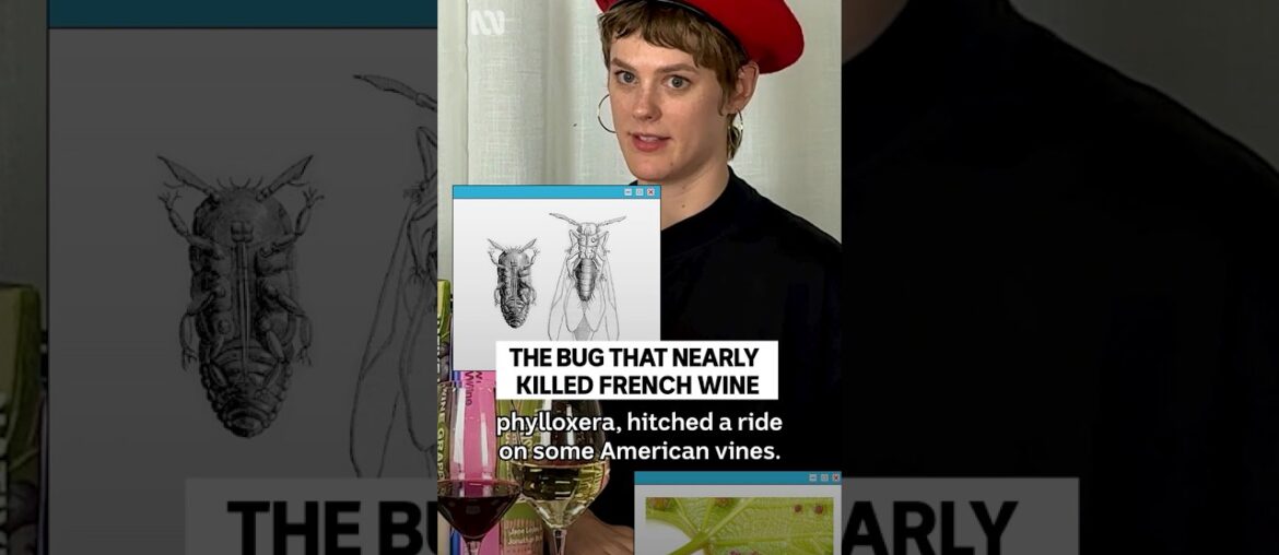 How American roots saved French wine #Agriculture #Wine #Science