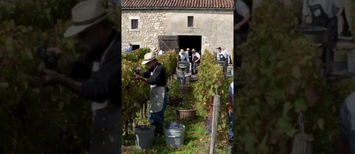#wine #wineindustry #winelover #winery #history #francewine #france #frenchwine #farming #vineyard