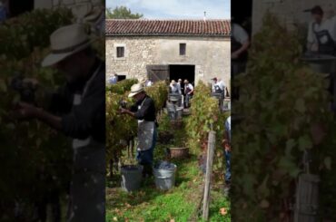 #wine #wineindustry #winelover #winery #history #francewine #france #frenchwine #farming #vineyard