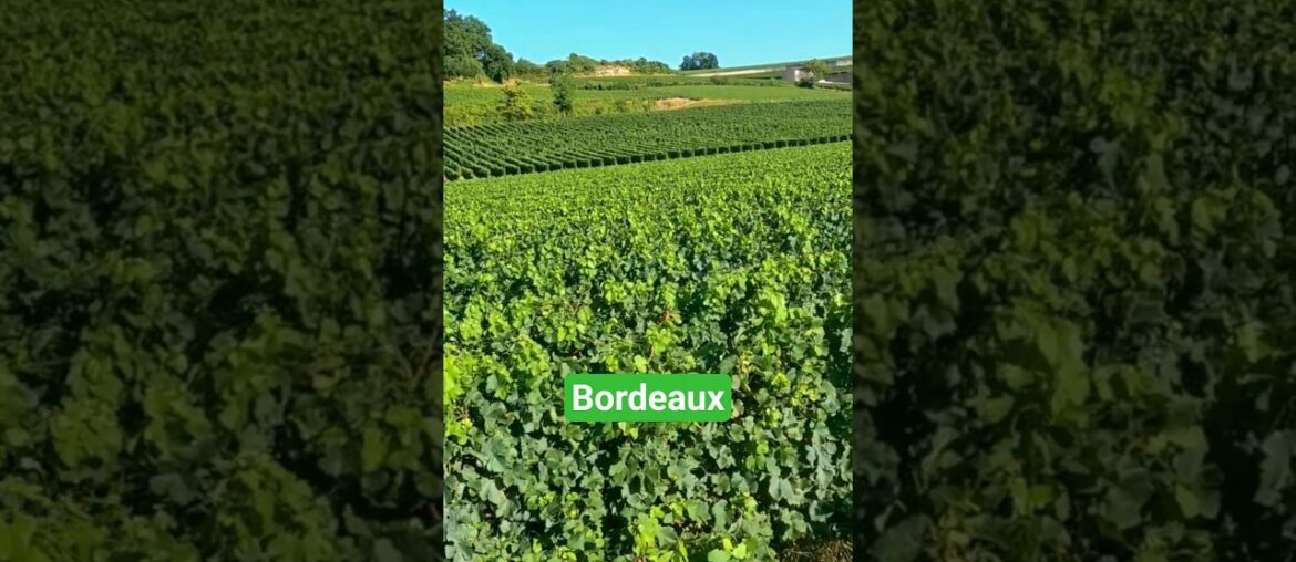 The 1855 Classification of Bordeaux. #wine #bordeaux #frenchwine