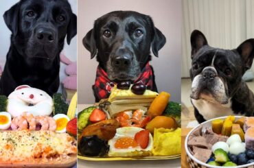 Luxury Dog Food Battle | Black Labradors vs FrenchBulldog Dogs Try Seafood Platters & Special Treats