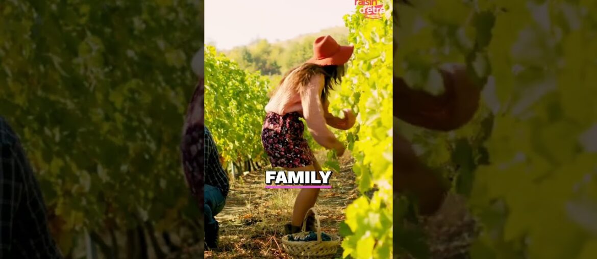 Chateau Grillet 2006: Taste the Rarest French Wine! #shorts