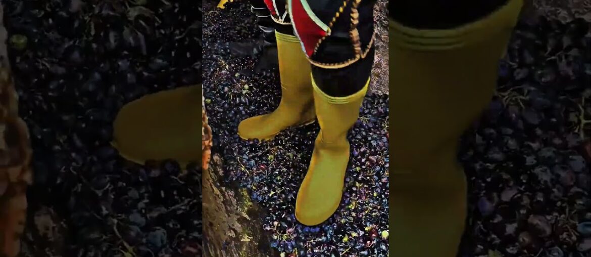 Stomping Grapes Witnessing Winemaking's Captivating Ancient Tradition