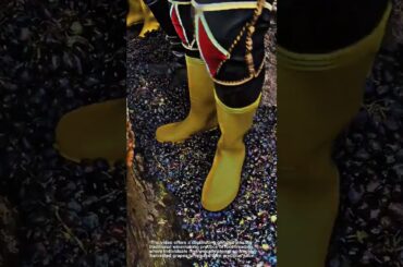Stomping Grapes Witnessing Winemaking's Captivating Ancient Tradition