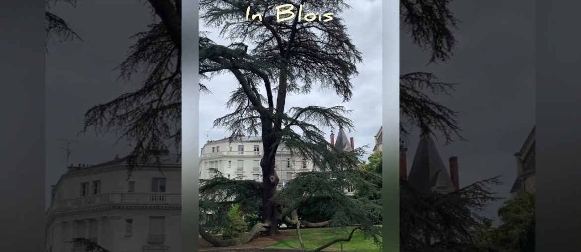 Parc Blois #blois #shorts #tallesttree #youtube
