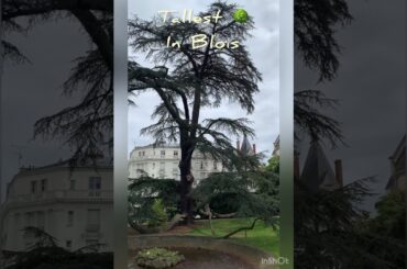 Parc Blois #blois #shorts #tallesttree #youtube