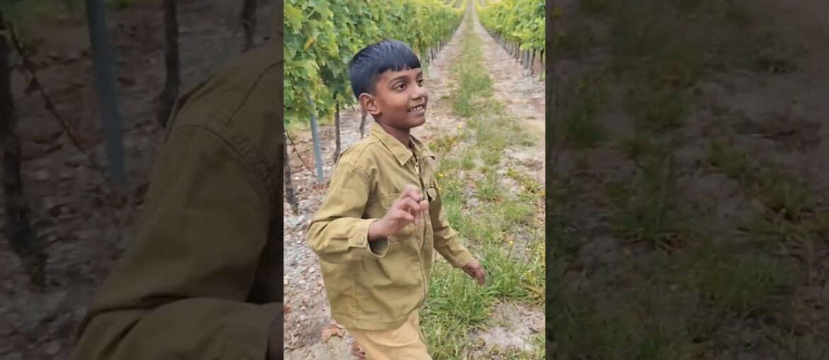 Exploring a Stunning Grape Garden in Bordeaux, France #GrapeGardenTour #LittleExplorer #FranceVlog