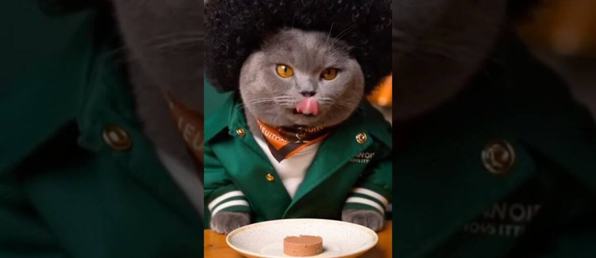 Posh Cat dining in French Restaurant #viralcats #funny #funnycats #asmr #cuteanimals #catvideos