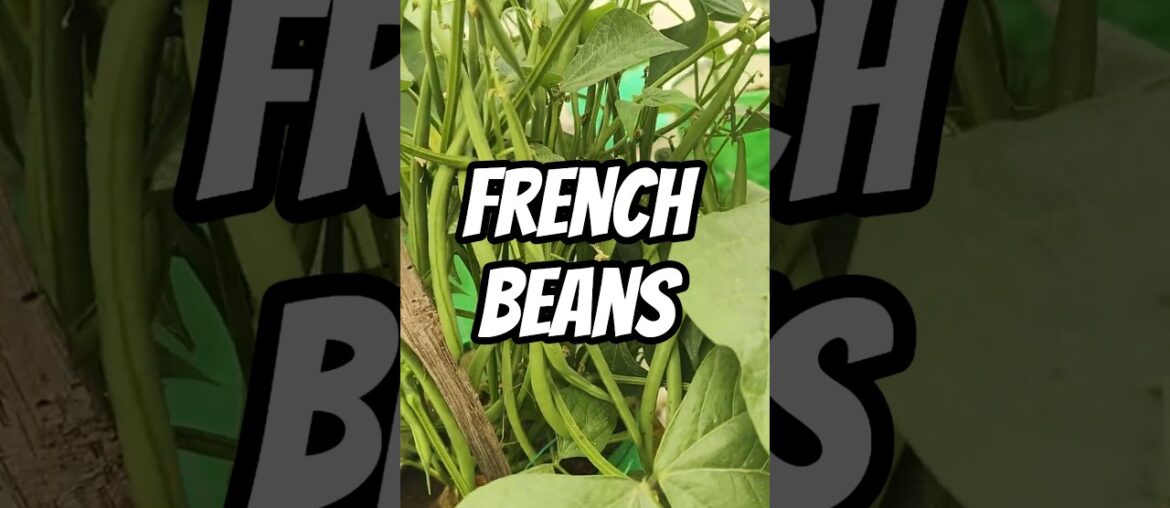 french beans harvest #kitchengarden #viralvideo #terracegardenindia