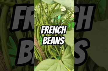 french beans harvest #kitchengarden #viralvideo #terracegardenindia