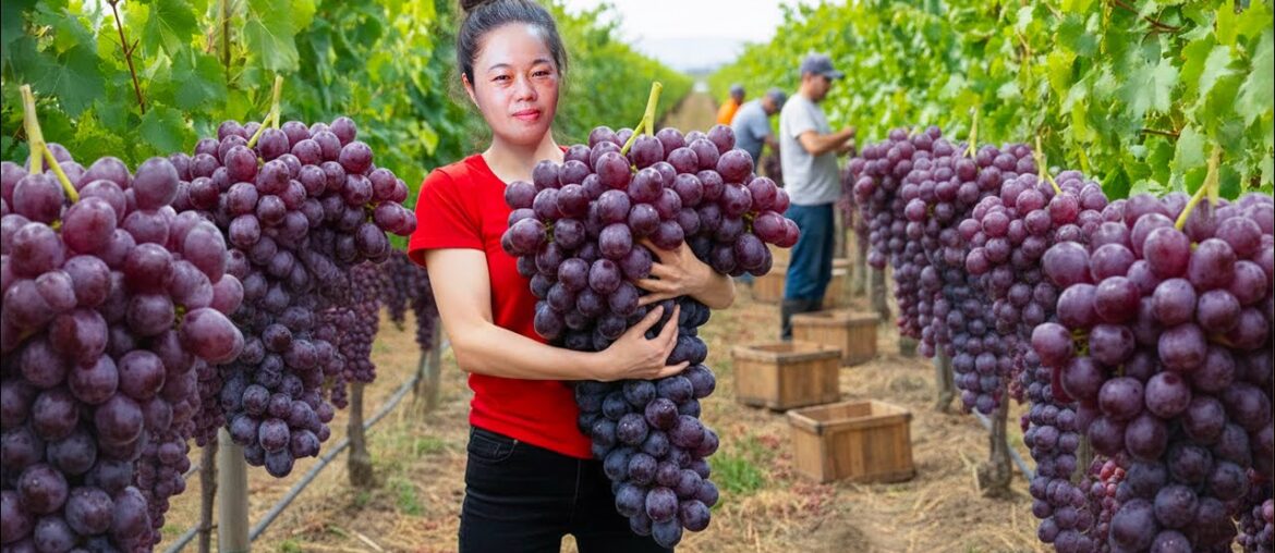 Harvesting 1000kg+ Giant Purple Grapes & Go To Market Sell | Instructions on how to make French wine