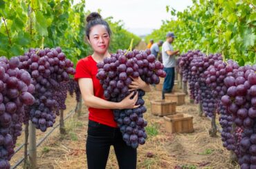 Harvesting 1000kg+ Giant Purple Grapes & Go To Market Sell | Instructions on how to make French wine