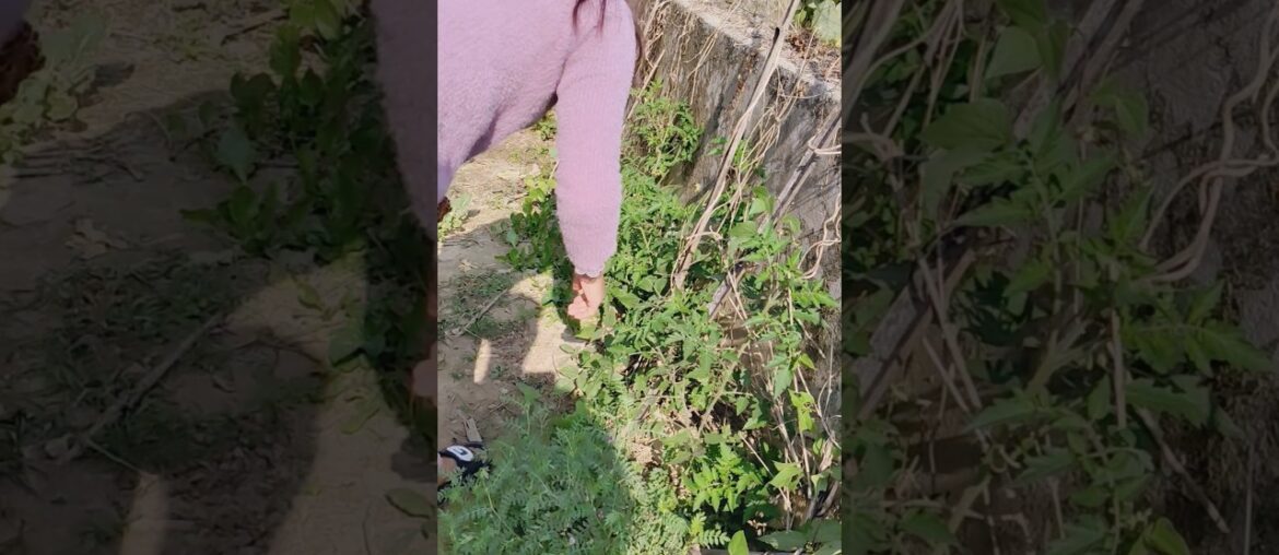 Harvest French Beans