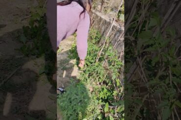 Harvest French Beans