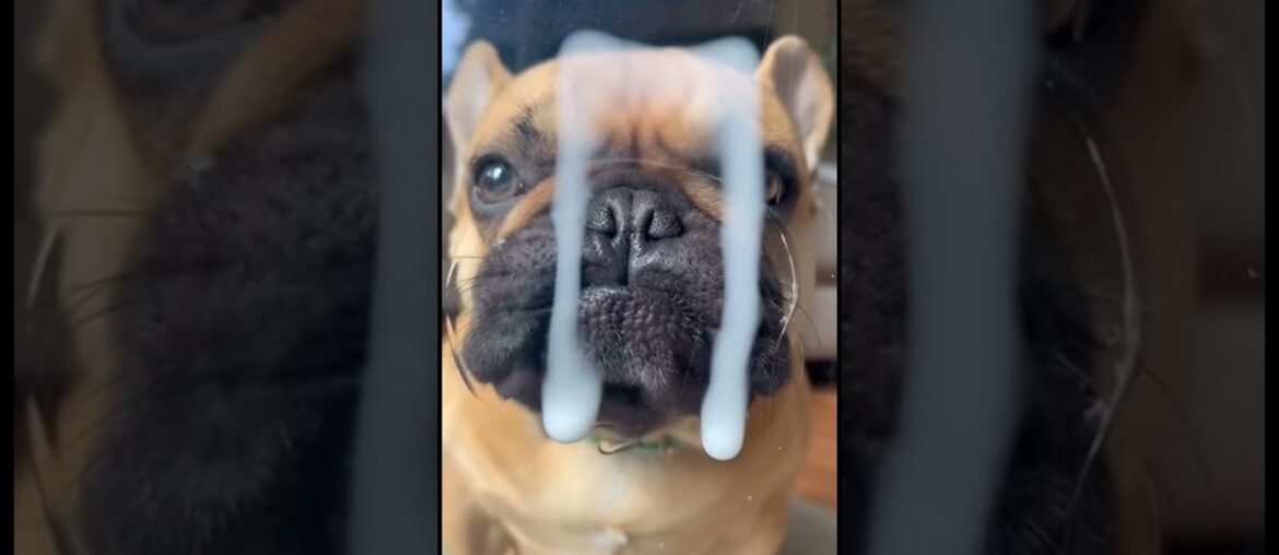 When the window tastes delicious 🤤🪟 #dog #freedom #pets #dogs