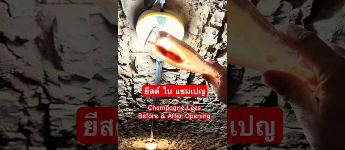 ยีสต์ในแชมเปญก่อน & หลังเปิดขวด | Champagne Lees Before & After Opening #wineeducation #champagne ยีสต์ในแชมเปญก่อน & หลังเปิดขวด | Champagne Lees Before & After Opening #wineeducation #champagne