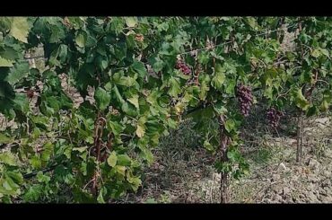 Best Wine Tour in France? Narbonne Vineyard Vlog! ✨