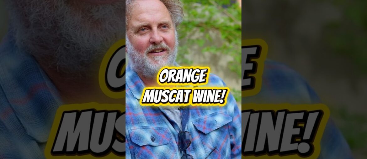 #Orangewine made w/ Muscat, discussed by #Matassa - a #naturalwine legend! Full #wine video in link
