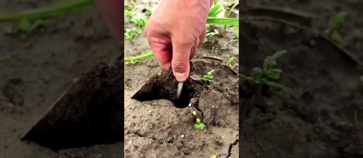 The "Gourmet Onion" You Need in Your Kitchen 🇫🇷 #gardening #herbalism #healthyliving #permaculture