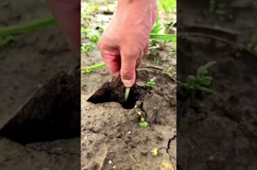 The "Gourmet Onion" You Need in Your Kitchen 🇫🇷 #gardening #herbalism #healthyliving #permaculture