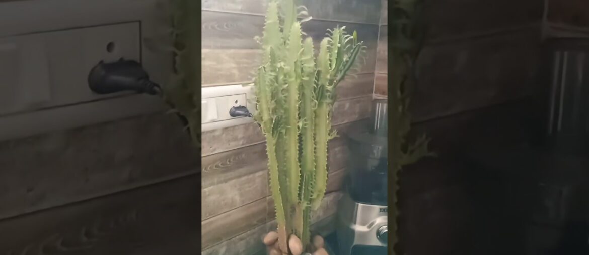 Bangalore Style Binis ki Sabzi (French Beans )😋 #shots #viral #cooking #vegetarian #homemade #recipe