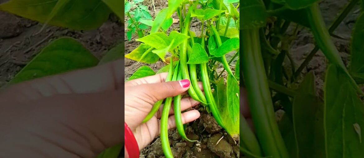 🌱 French Beans 👌✨|#youtubeshorts #homegarding #ytshotstrending #denzelwashington