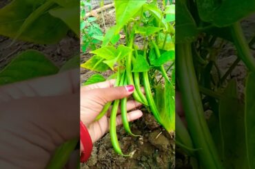 🌱 French Beans 👌✨|#youtubeshorts #homegarding #ytshotstrending #denzelwashington