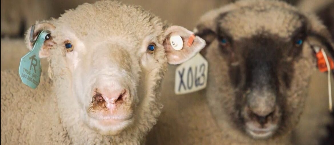 From Farm to BBQ: Kentucky’s Mutton Tradition From Farm to BBQ: Kentucky’s Mutton Tradition