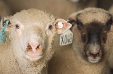 From Farm to BBQ: Kentucky’s Mutton Tradition