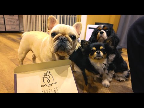 念願のココグルメデビューしてみた♡ 念願のココグルメデビューしてみた♡