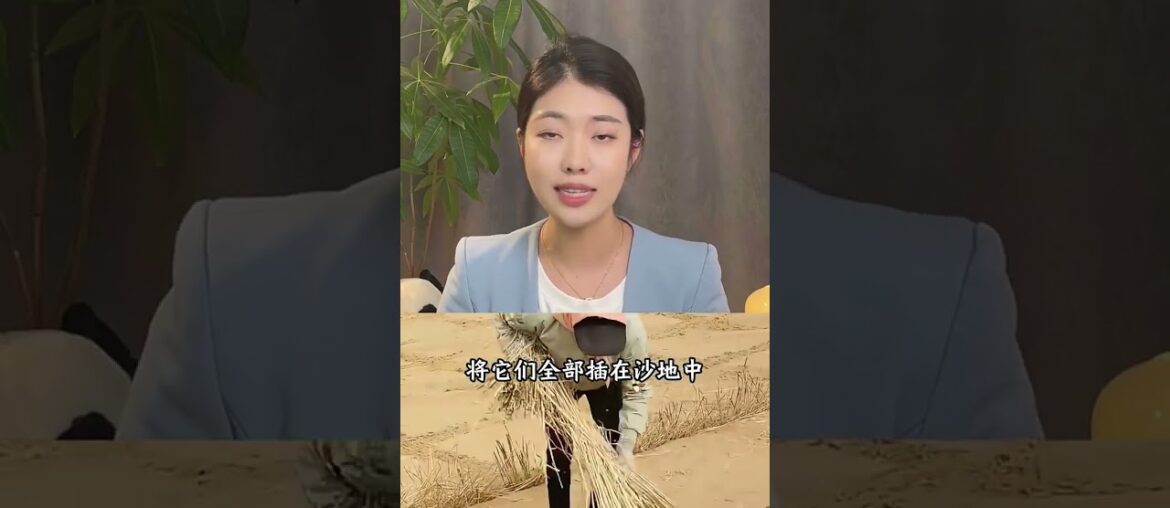 法国人眼里屁用没有的草格子，如今已成为了震惊世界的中国魔方 #帝月