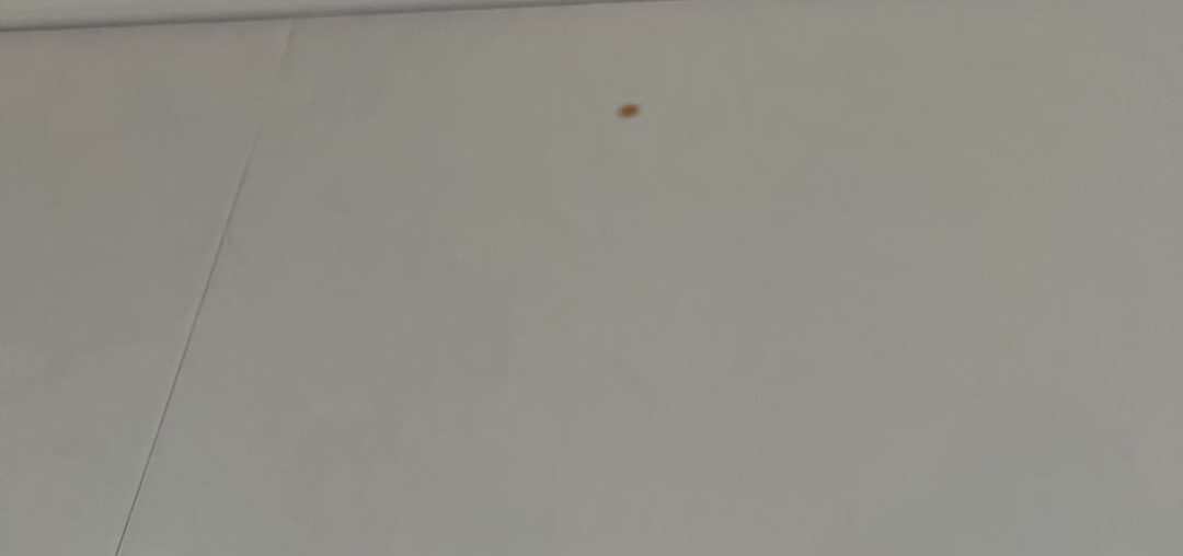 Stains on newly installed wallpaper