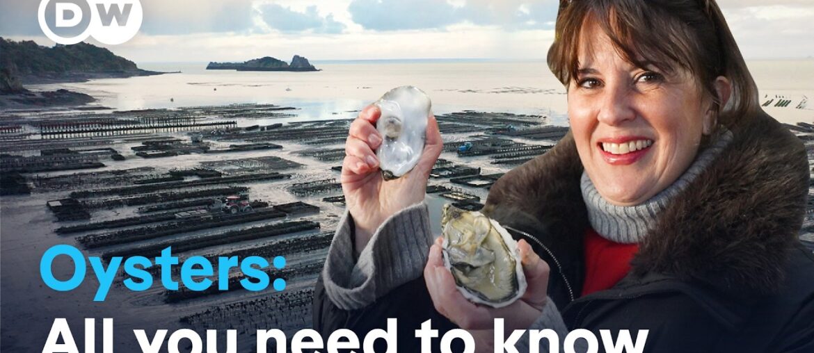 Inside France’s oyster capital: The secret of Cancale’s oysters