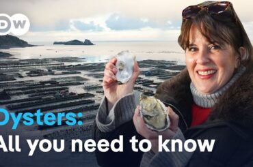 Inside France’s oyster capital: The secret of Cancale’s oysters