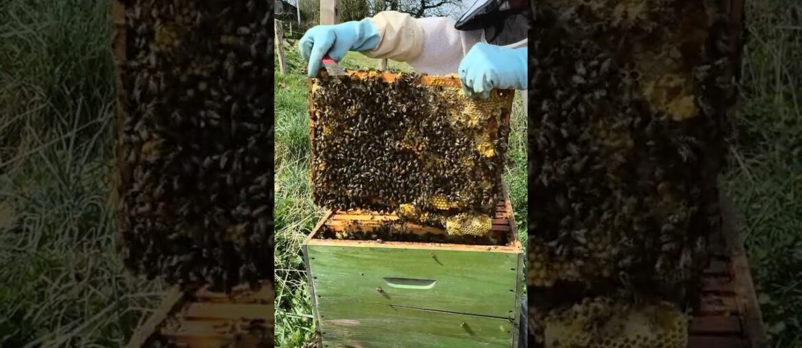Beekeeping in the French Countryside  #cookingretreat #cookingschool  #beekeeping  #honey  #bee