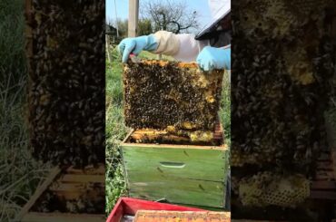 Beekeeping in the French Countryside  #cookingretreat #cookingschool  #beekeeping  #honey  #bee