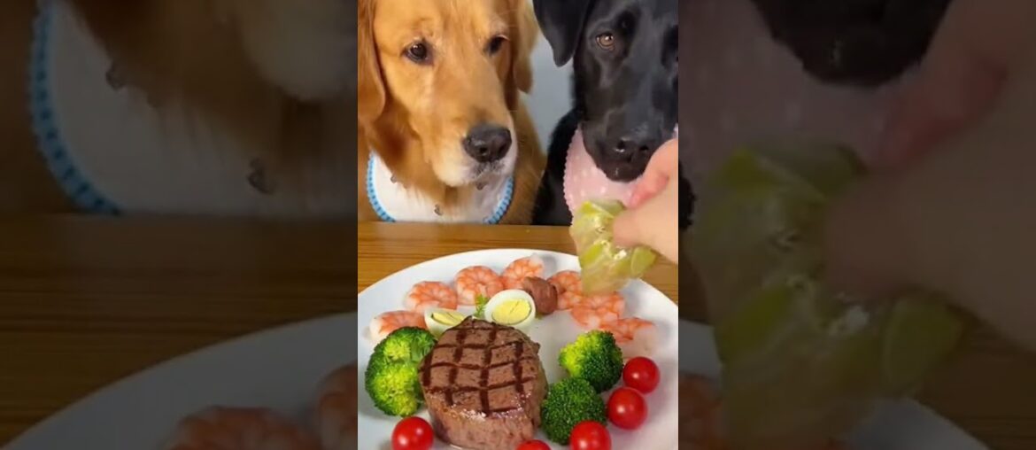 The Ultimate ASMR Dog Dining Experience