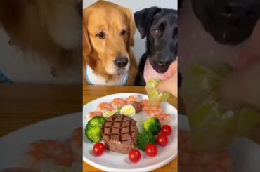 The Ultimate ASMR Dog Dining Experience
