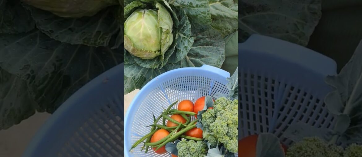 Harvesting Cabbage, Broccoli & French Beans | Fresh Garden Vegetables | Jeet Vlog 3.0