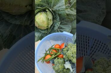 Harvesting Cabbage, Broccoli & French Beans | Fresh Garden Vegetables | Jeet Vlog 3.0