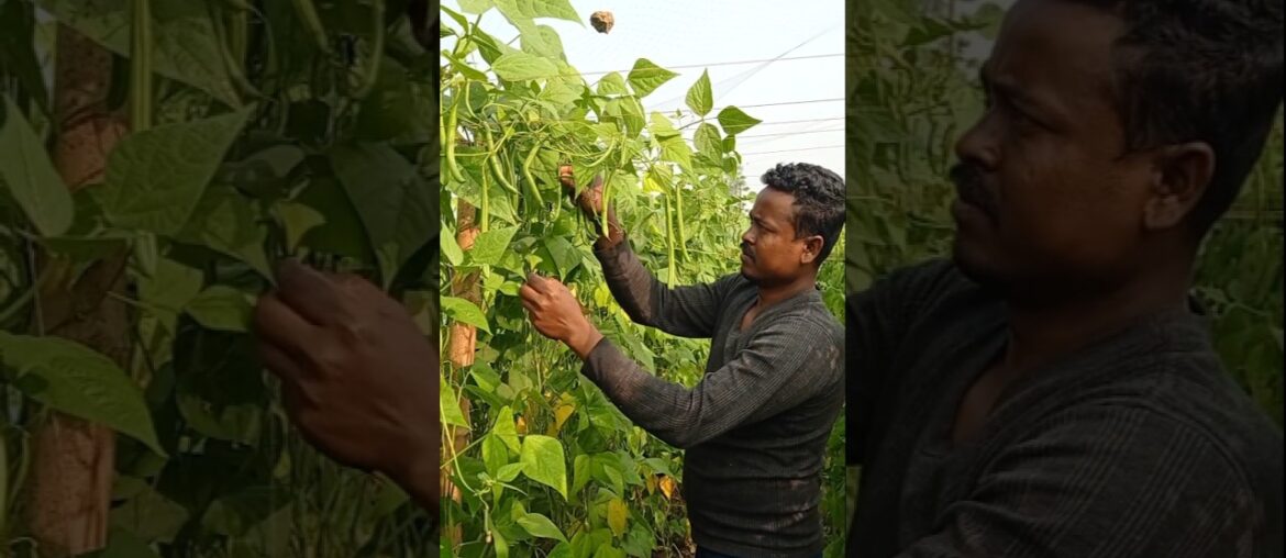 Farm Fresh French Beans Picked by Hand 🌱 #shorts