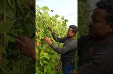 Farm Fresh French Beans Picked by Hand 🌱 #shorts