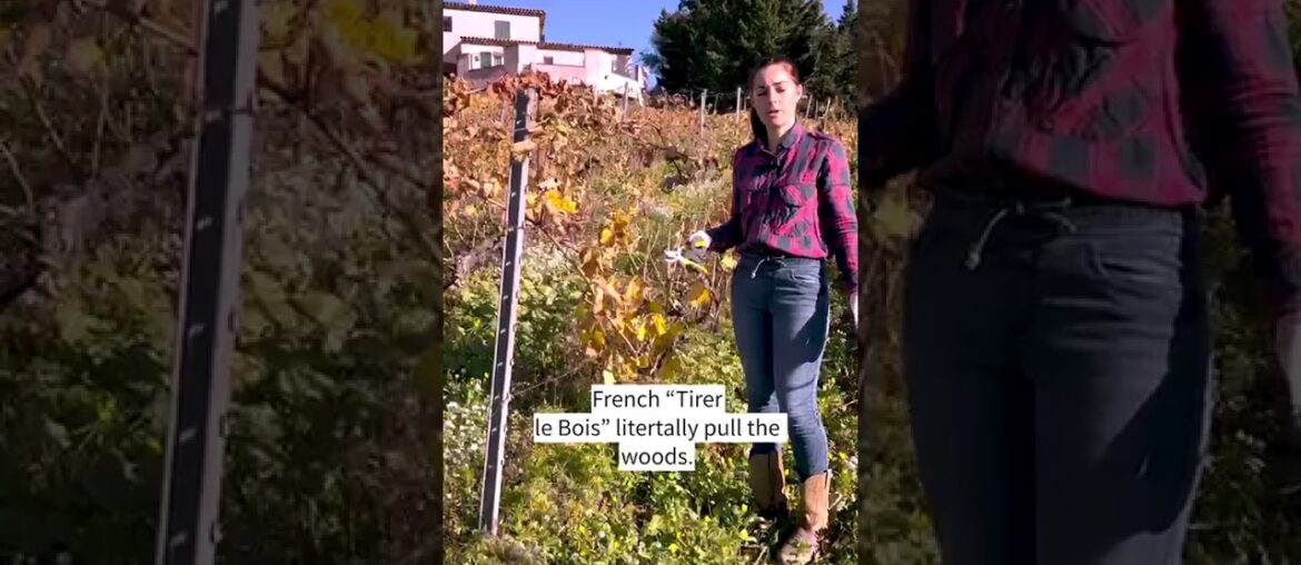 Pre-Pruning  Behind the scenes #tourguides #ebikes #vineyardtours #nicefrance #bikeandwine