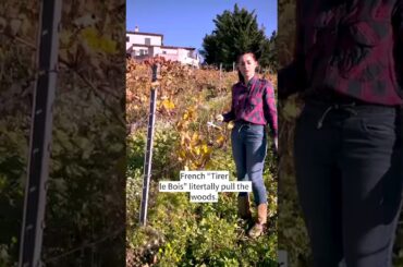 Pre-Pruning  Behind the scenes #tourguides #ebikes #vineyardtours #nicefrance #bikeandwine