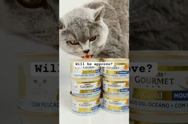 Do cats enjoy gourmet moments? Pet brands: let’s create together! #CatShorts #UGCCreator #PetUGC