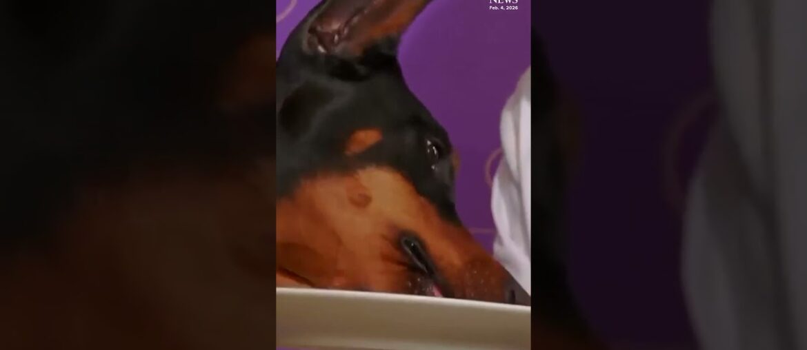 Westminster Dog Show winner Penny enjoys gourmet meal